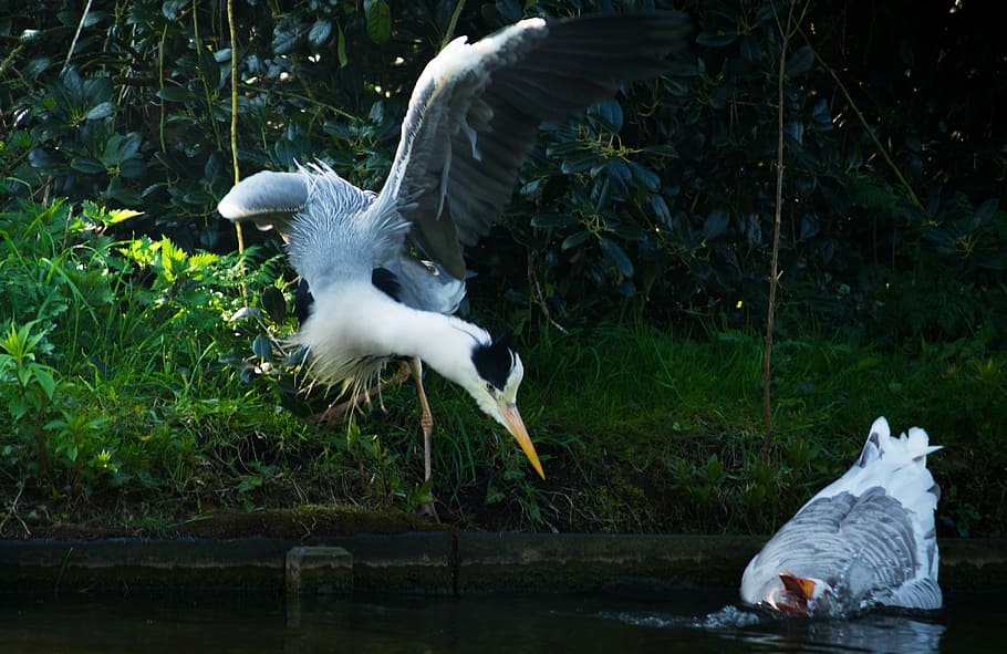 animals, flight, flying, goose, heron, water birds, animal themes HD wallpaper