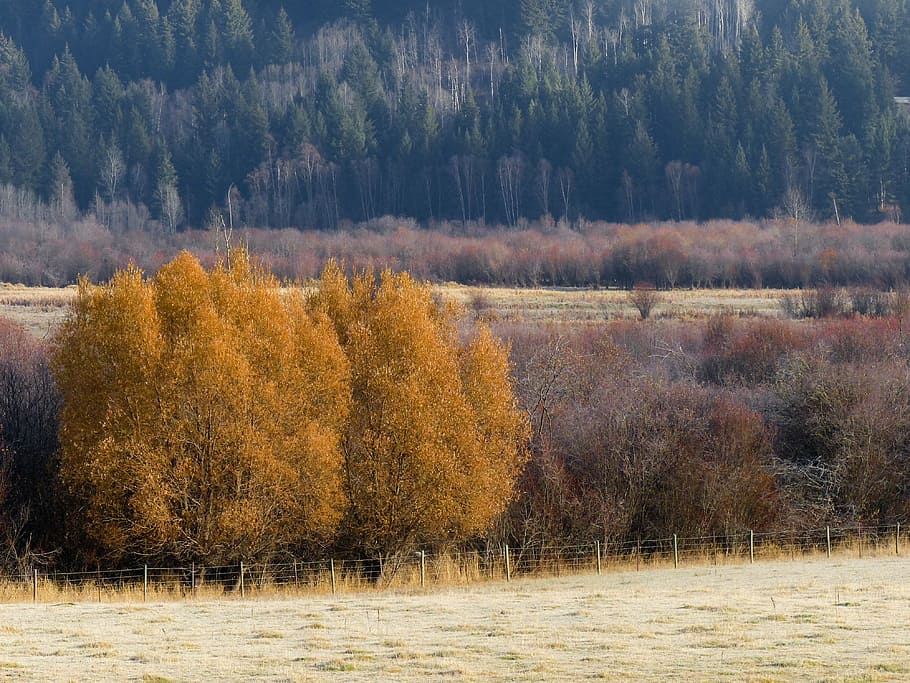 autumn, fall, trees, yellow, colored, landscape, scenery, season HD wallpaper