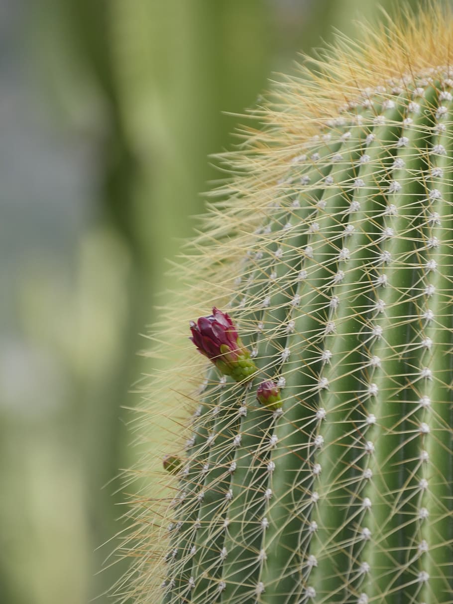 green, red, fruit, blossom, bloom, nature, red green, cactus HD wallpaper