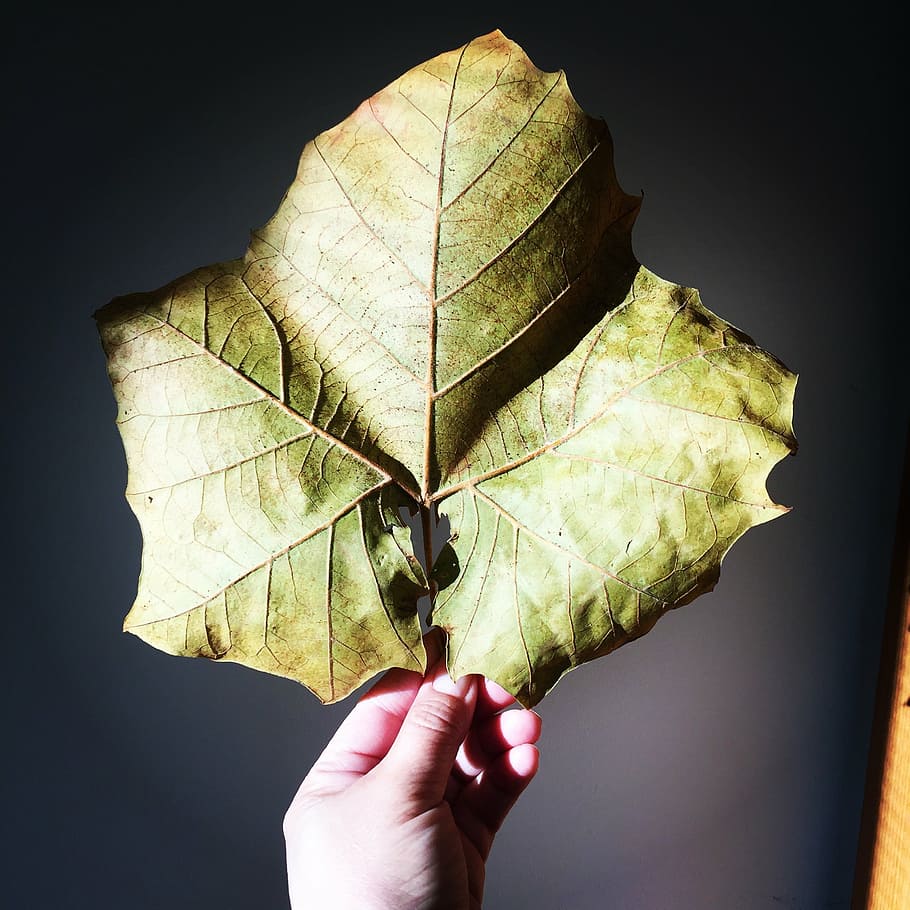 leaf, maple leaf, fall autumn, nature, green, environment, human Hand HD wallpaper