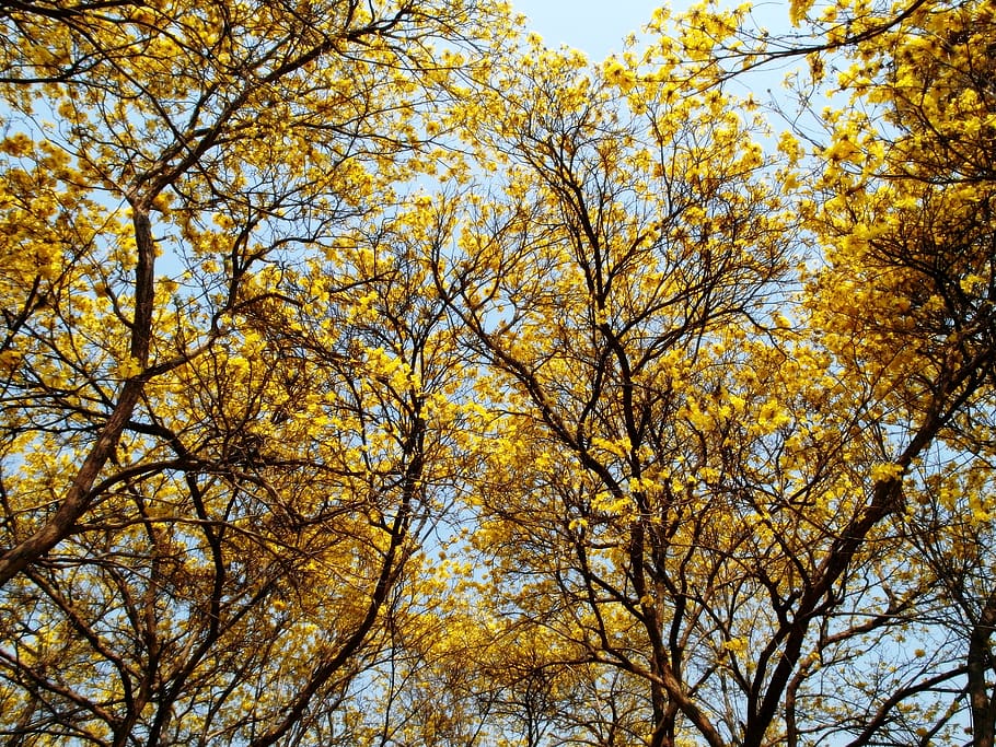 summer, yellow, tree, wallpaper, plant, autumn, low angle view HD wallpaper
