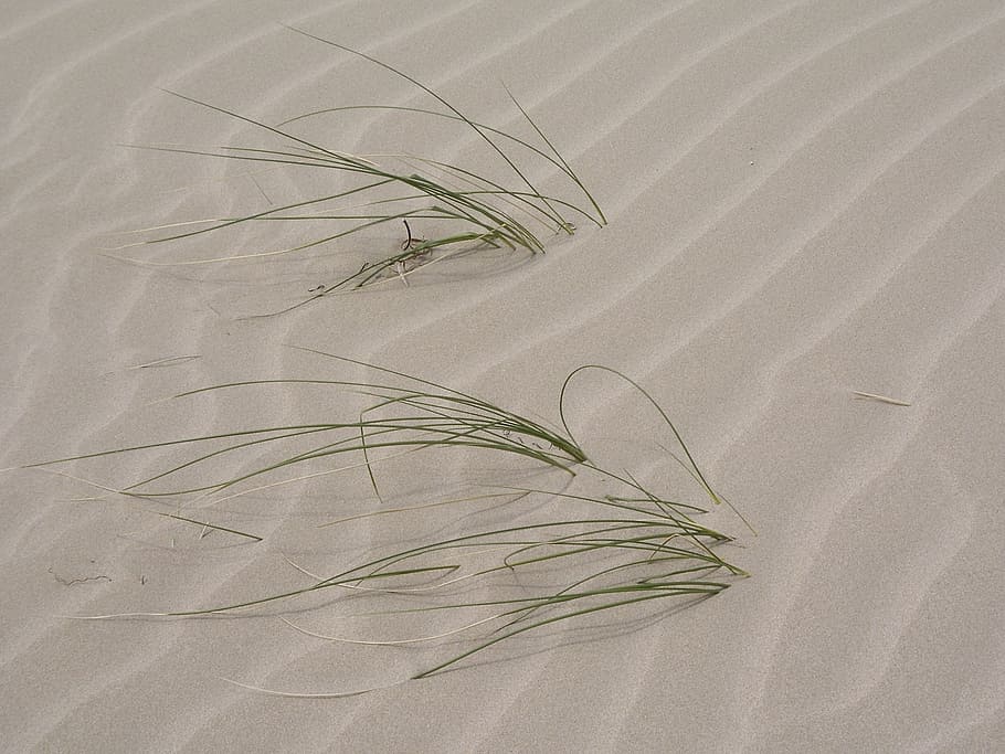 patterns, sand, grass, nature, outside, environment, plants HD wallpaper