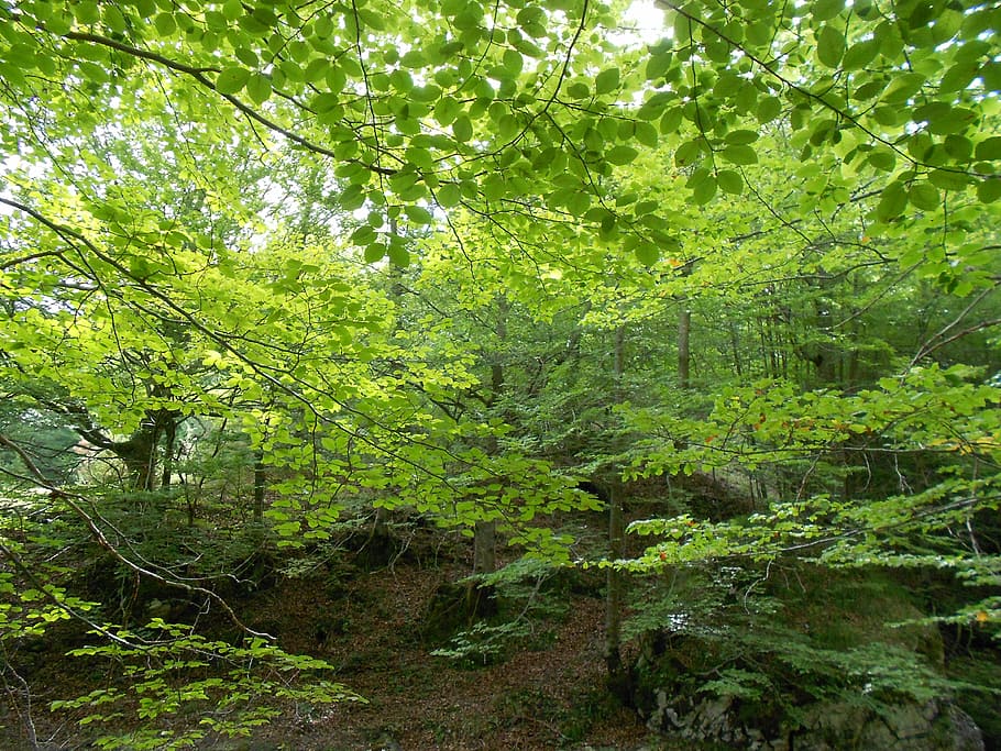 beech, park, nature, tree, plant, forest, land, green color HD wallpaper
