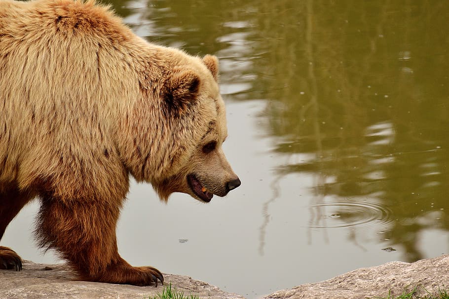 european brown bear, bright coat, blond, nature park, wild animal, HD wallpaper