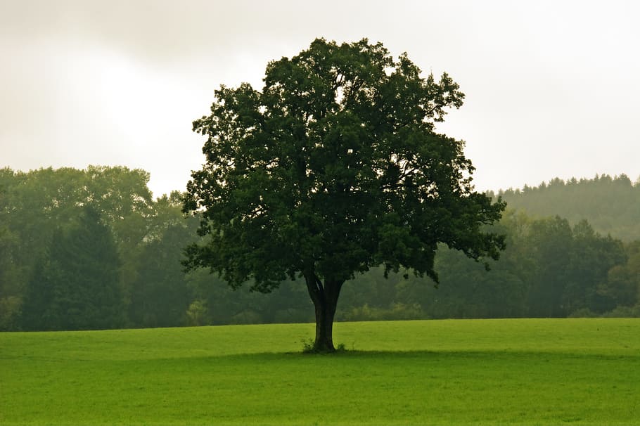 Tree, Nature, Meadow, Sky, individually, green, pasture, mood HD wallpaper