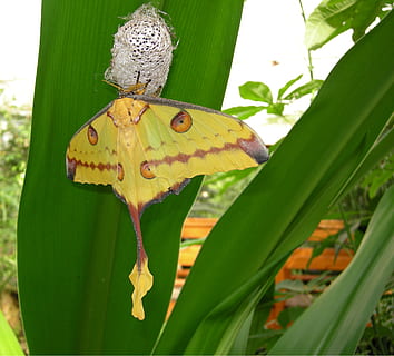 butterfly, cocoon, moth, hatch, nature, metamorphosis, butterfly dolls HD wallpaper
