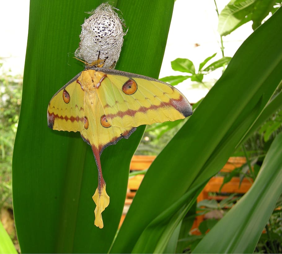 butterfly, cocoon, moth, hatch, nature, metamorphosis, butterfly dolls HD wallpaper