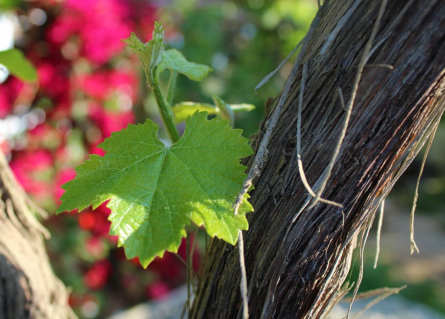 leaf, grape, vine, plant, vineyard, nature, wine production HD wallpaper