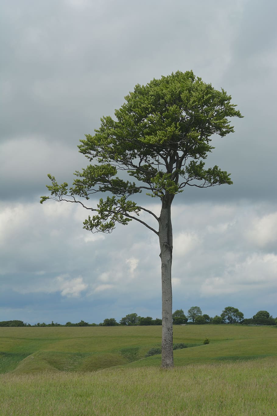 tree, alone, lonely, outdoor, nature, plant, cloud - sky, land HD wallpaper