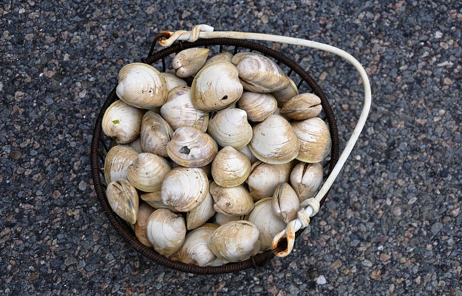clams, cape cod, shellfish, seafood, massachusetts, beach, directly above HD wallpaper