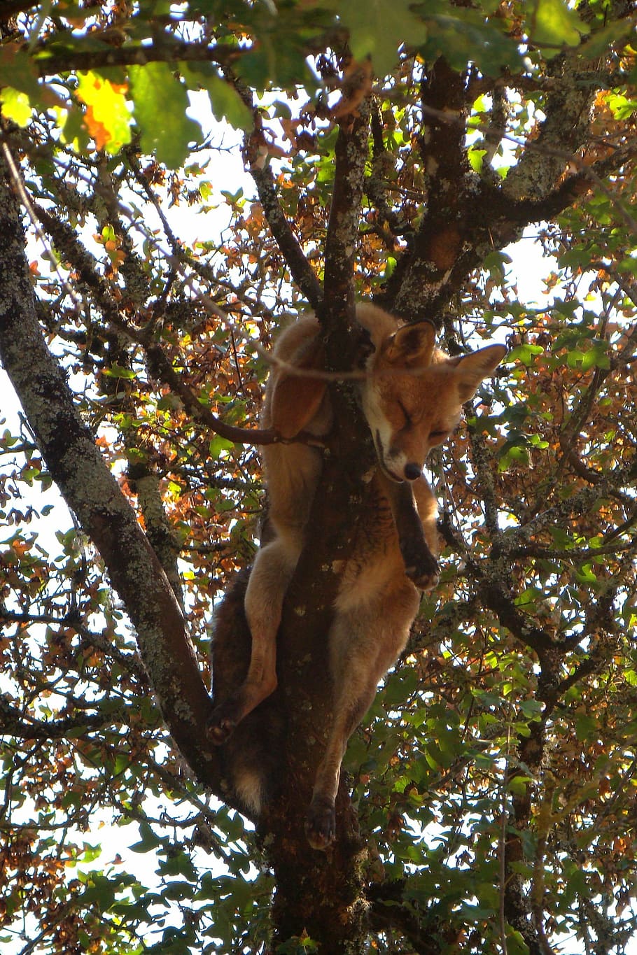 fox, nap, tree, nature, animal, mammal, forest, wildlife, branch HD wallpaper