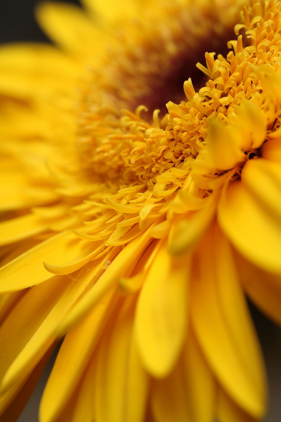 flower, yellow, leaves, spring, garden, nature, close, spring flowers HD wallpaper