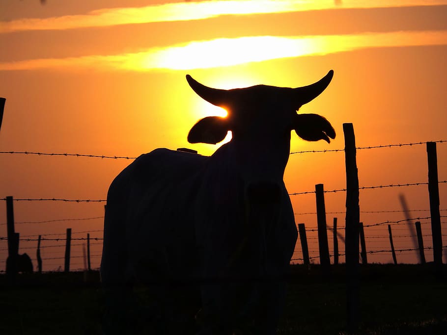 silhouette of cow, cattle, boi, farm, veal, pasture, rural, sunset, HD wallpaper