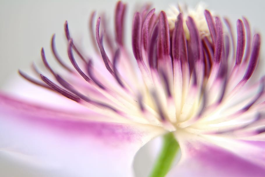 closeup photo of white and purple petaled flowers, clematis HD wallpaper