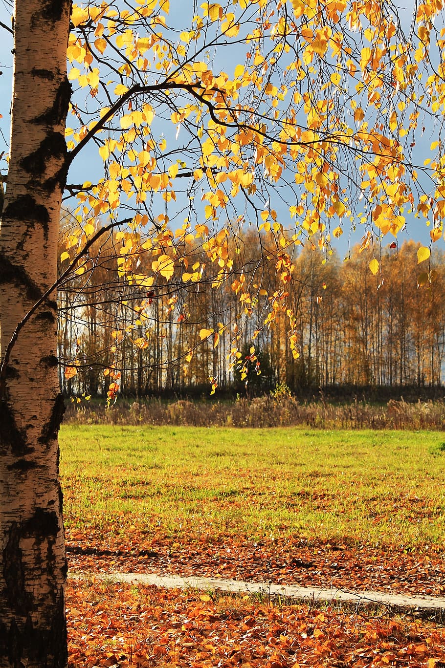 Nature, Field, Trees, Birch, Autumn, landscape, forest, golden autumn HD wallpaper