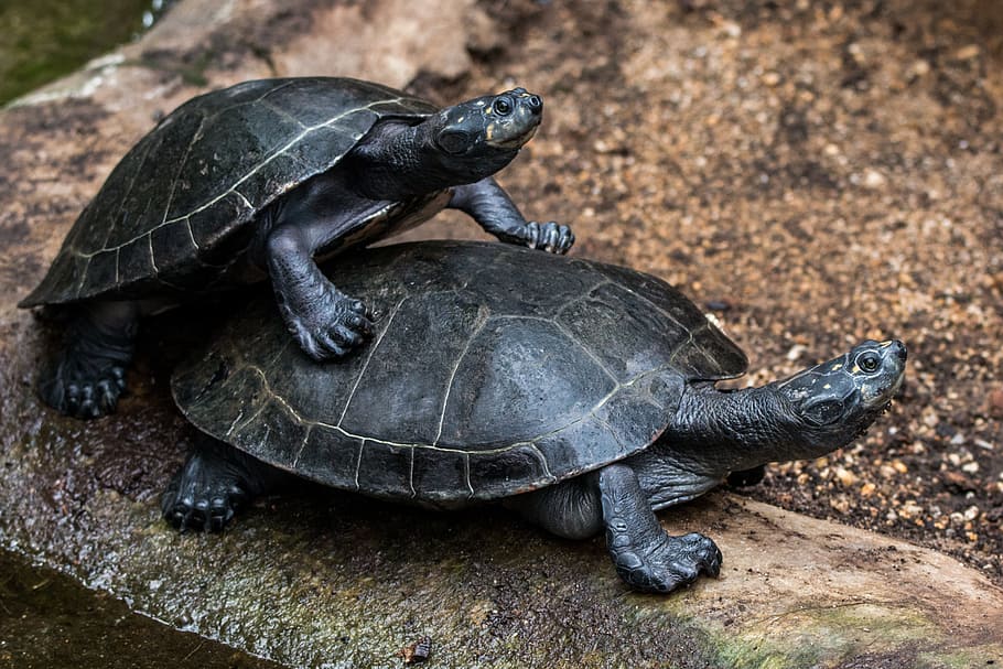 two turtles on brown concrete surface, water turtle, panzer HD wallpaper