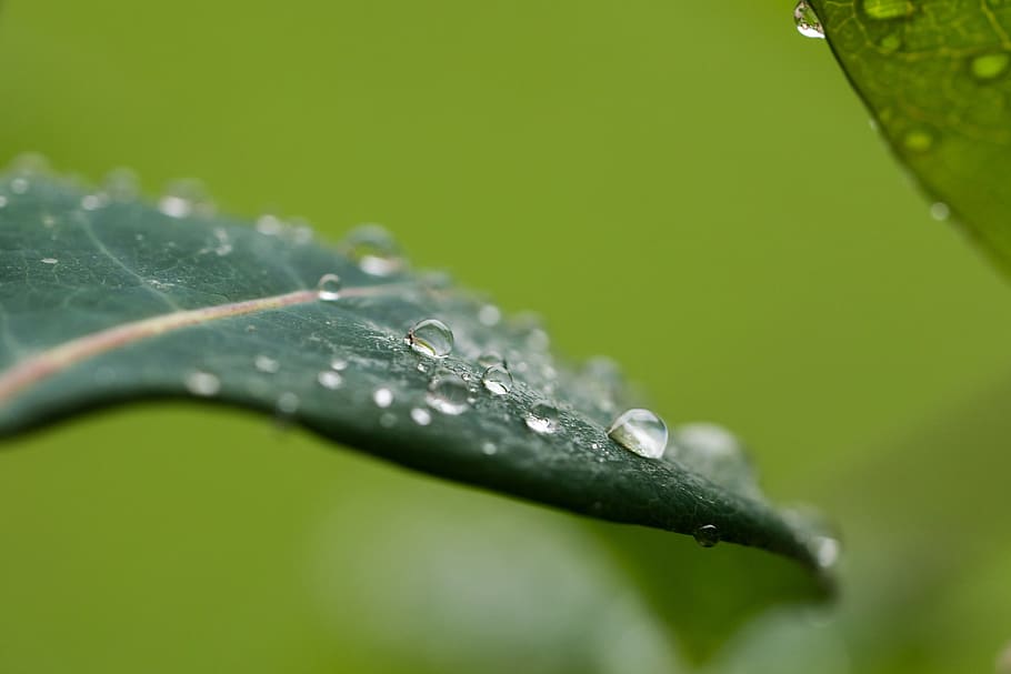 drip, rain, leaf, macro, wet, raindrop, plant part, water, close-up HD wallpaper
