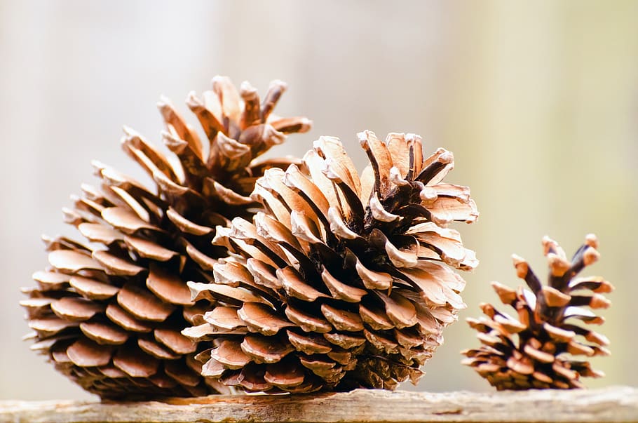 closeup photography of three brown pinecones, autumn, background HD wallpaper