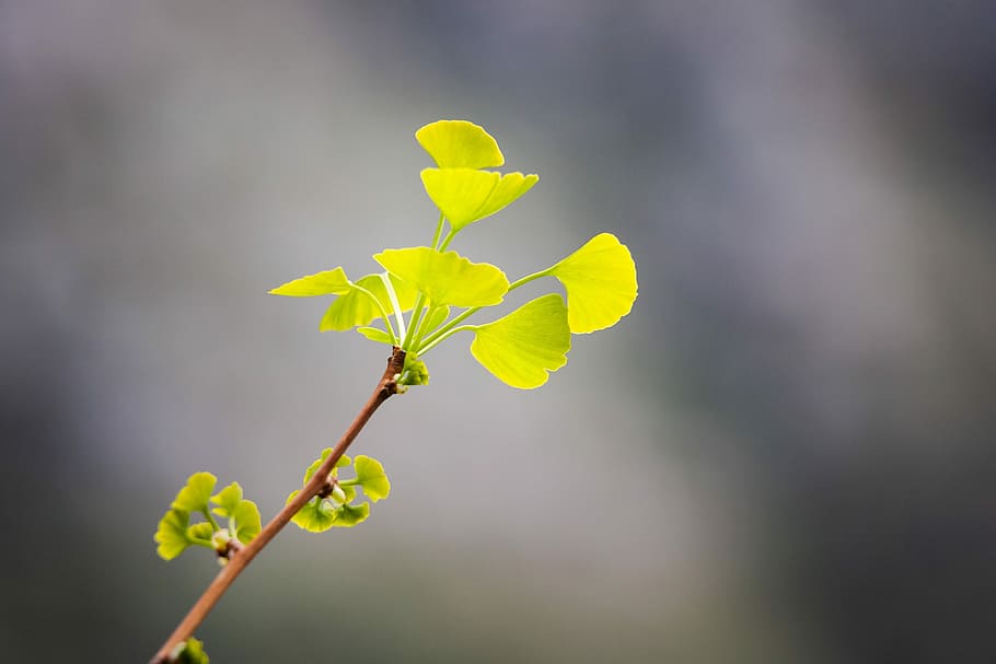 spring leaves, nature, blossom, tree, plant, green, branch HD wallpaper