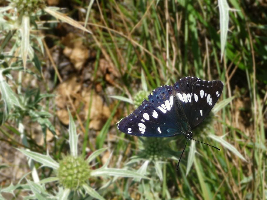 butterfly, blue, black, insect, nature, butterfly - Insect HD wallpaper