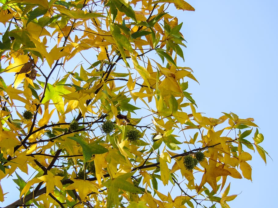 tree, branches, leaves, yellow, green, plant part, leaf, low angle view HD wallpaper