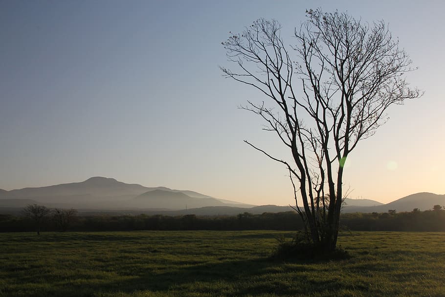 halla, ranch, sunset, sky, plant, tranquil scene, tranquility HD wallpaper