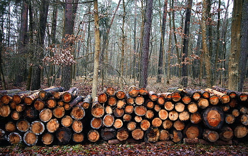 forest, cut down a tree, trunk, wood, nature, sawn timber, tree trunks HD wallpaper