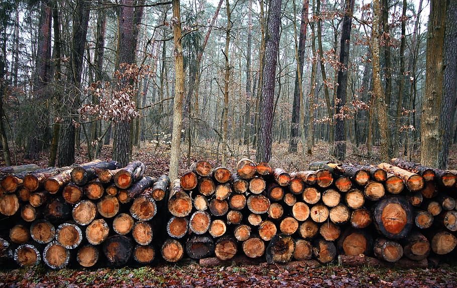 HD wallpaper: forest, cut down a tree, trunk, wood, nature, sawn timber, tree  trunks | Wallpaper Flare