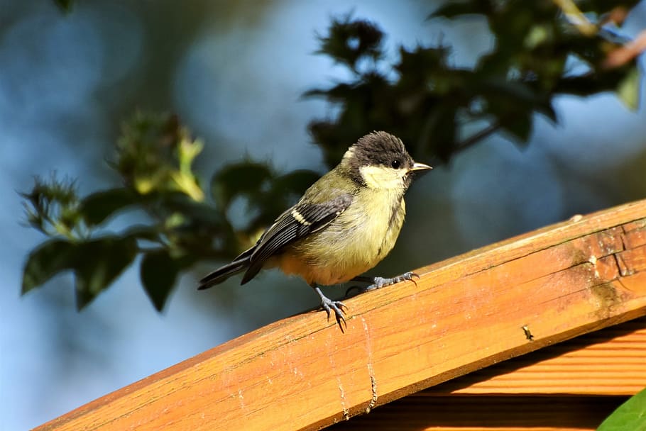 selective focus photo of green tit bird perching on brown wooden pavement HD wallpaper