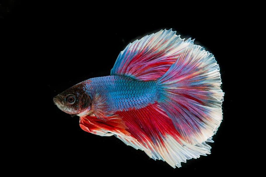 blue, red, and white fighting fish, three color, battle, fish thailand, HD wallpaper