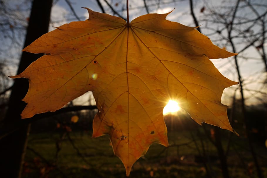 nature, leaf, autumn, yellow, foliage, plant part, focus on foreground HD wallpaper