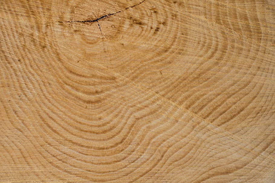 untitled, wood, structure, tree, texture, annual rings, grain, HD wallpaper