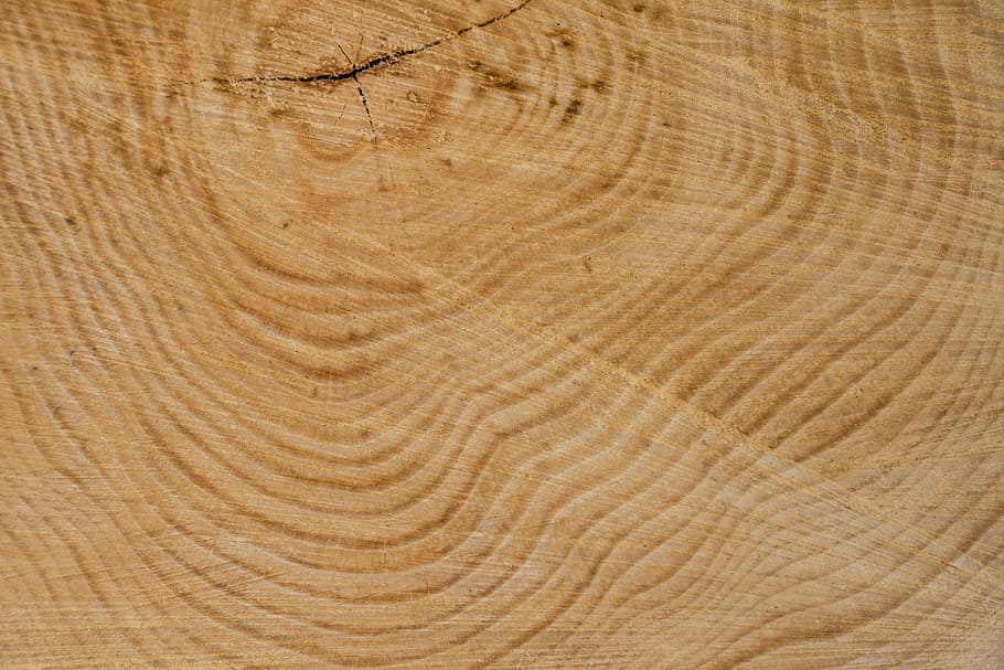 untitled, wood, structure, tree, texture, annual rings, grain HD wallpaper