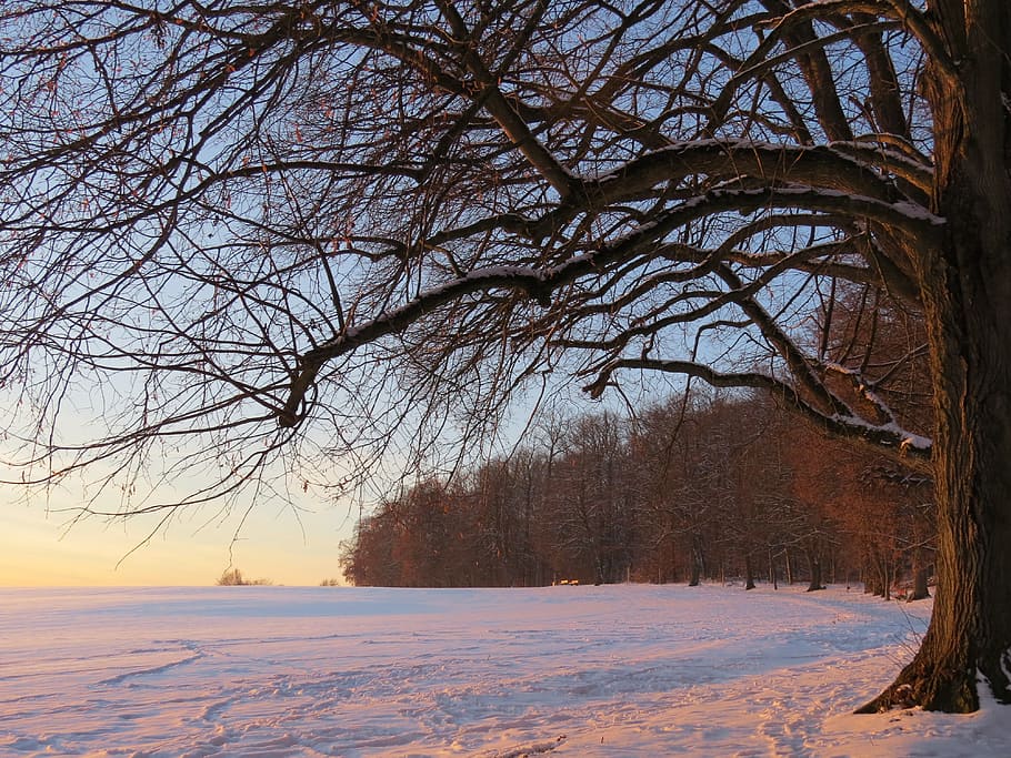 branch, tree, branches, wintry, winter mood, landscape, cold HD wallpaper