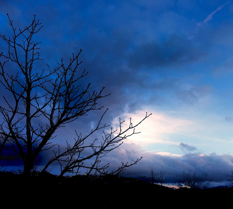tree, landscape, nature, sky, outdoors, cloud - sky, silhouette HD wallpaper