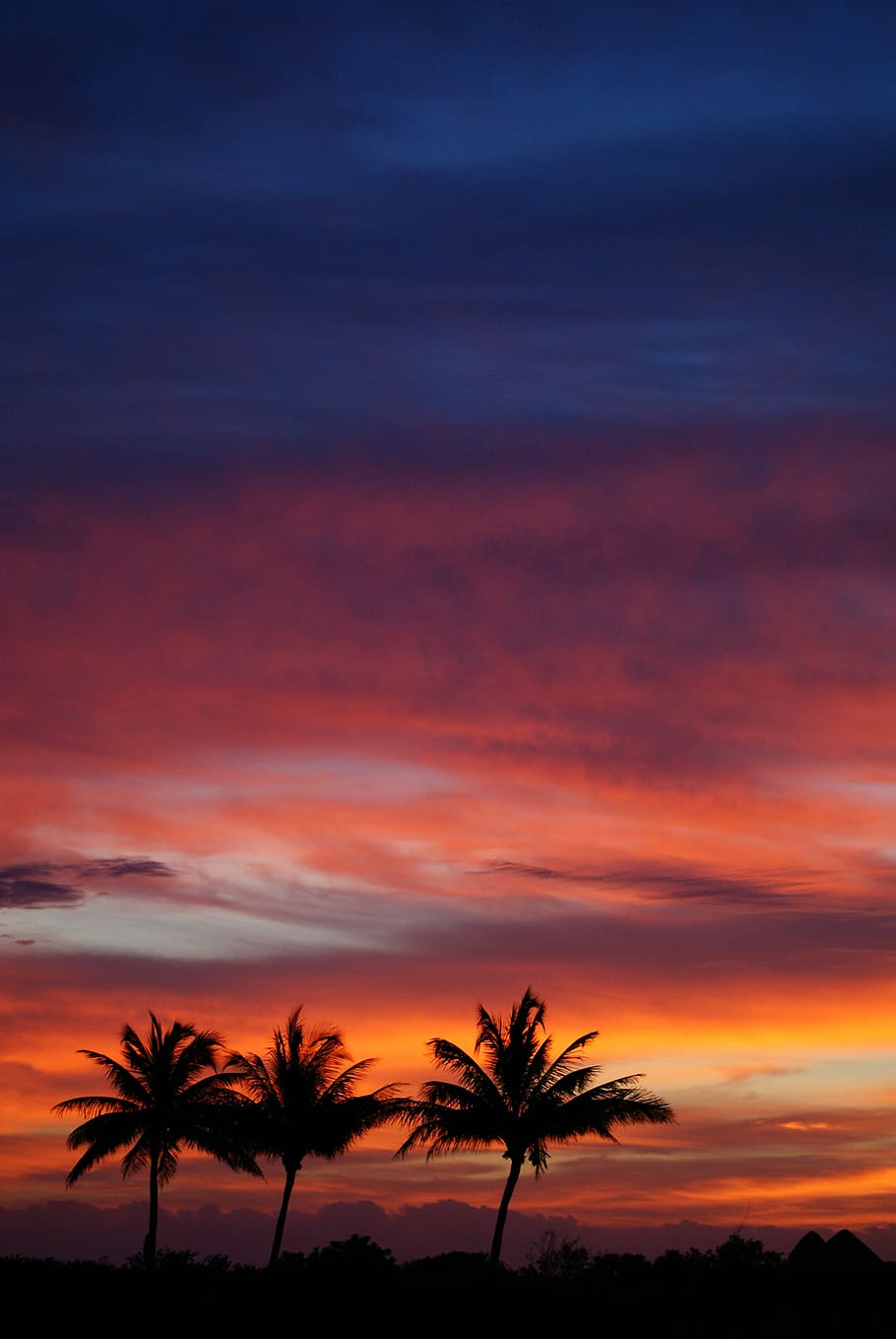 several trees during sunset, silhouette of palm trees under orange cloudy sky HD wallpaper