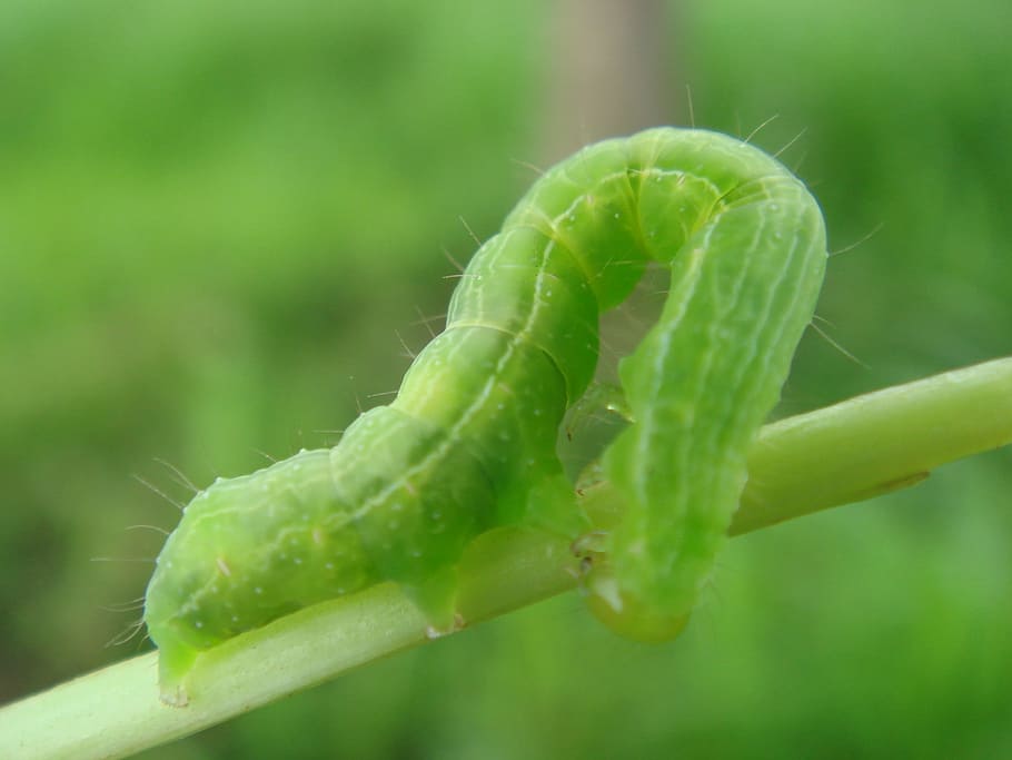 caterpillar, insect, bend, crawling, green, budworm, green color HD wallpaper