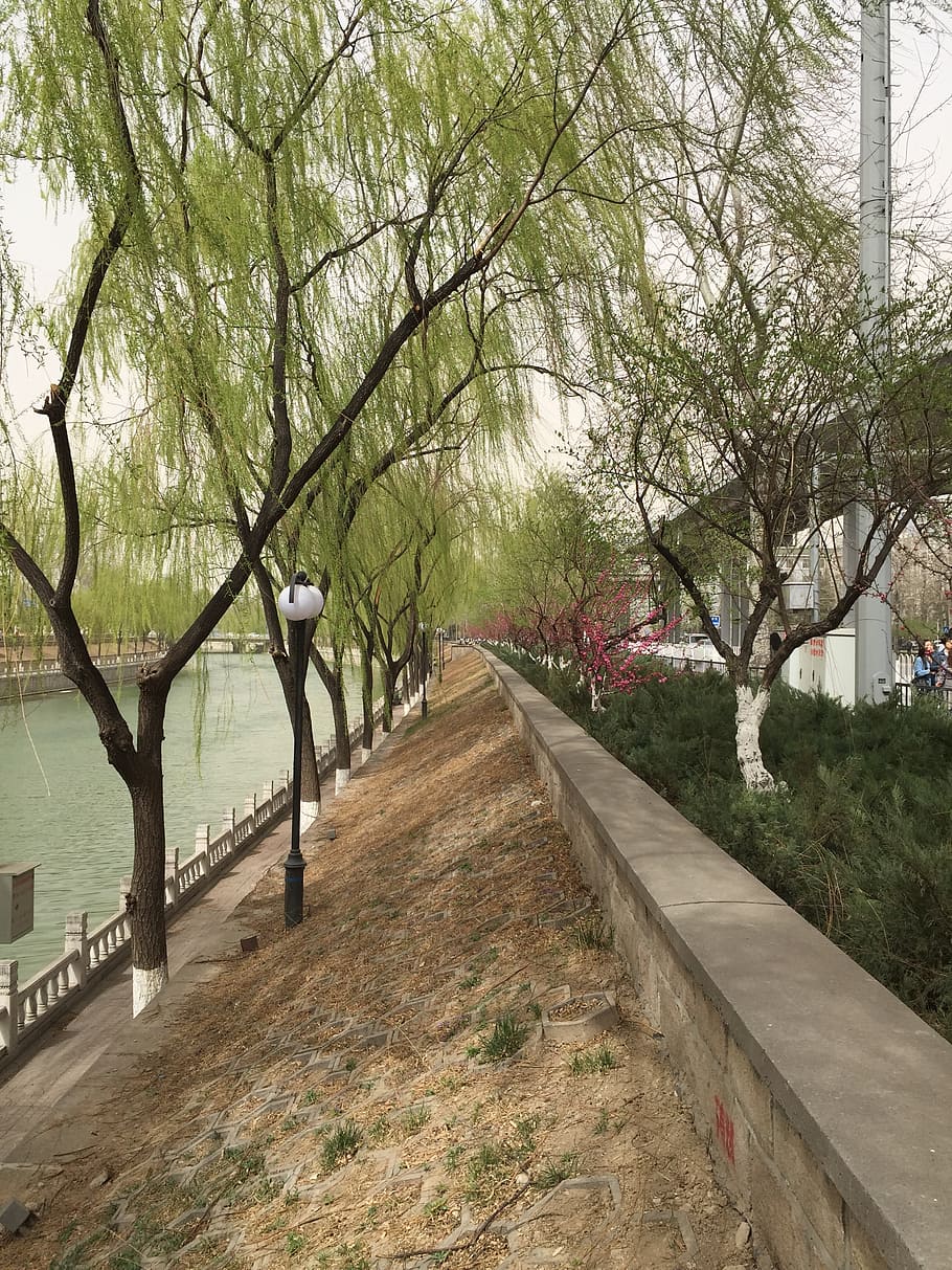 spring, running water, willow, green, tree, plant, the way forward HD wallpaper