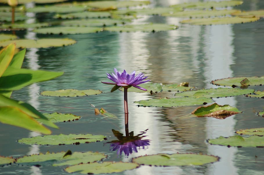 lotus, water, peace, tranquility, meditation, zen, relax, outdoor HD wallpaper