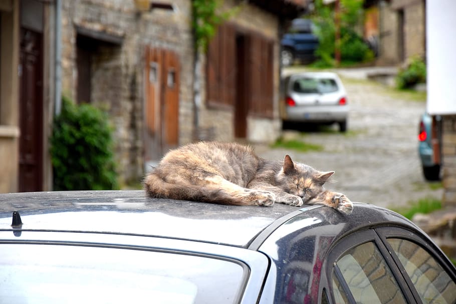cat, sleeps, car, motor vehicle, mode of transportation, one animal HD wallpaper