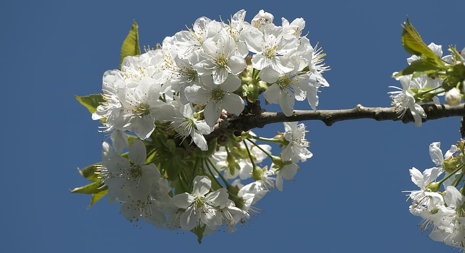 blossom, bloom, blue sky, cherry, cherry blossom, spring, white flowers HD wallpaper