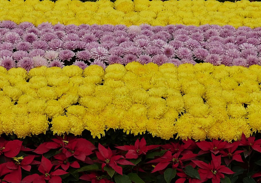 flowers, plant, deco, chrysanthemums, yellow, stripes, poinsettia, HD wallpaper