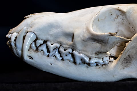 tooth, teeth, fang, fuchs, head, skull, orbital, fox skull HD wallpaper