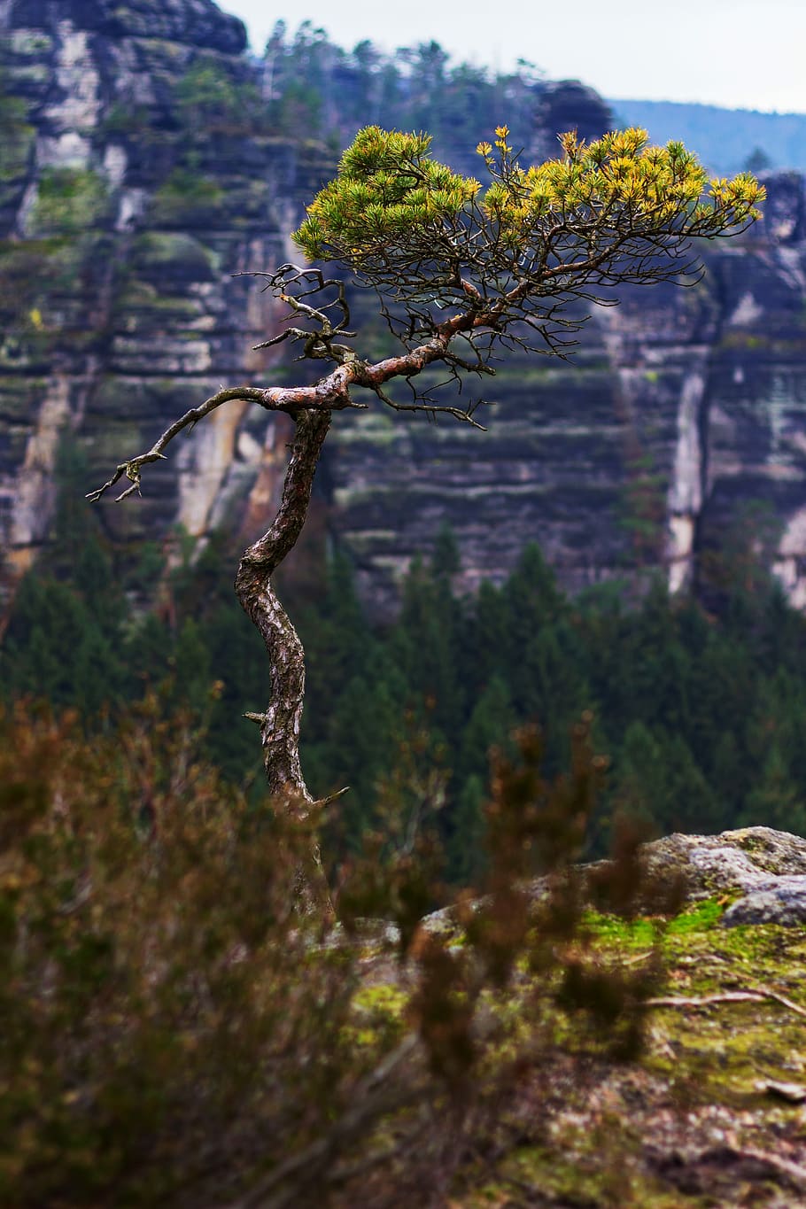 selective focus photography of green leafed tree, mountain HD wallpaper