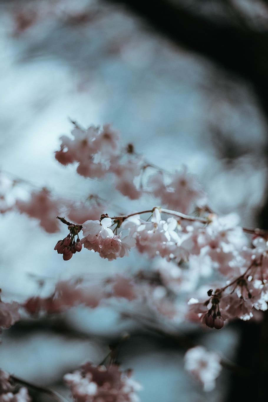 Pale pink blossom, pink cluster flowers selective-focus photography HD wallpaper