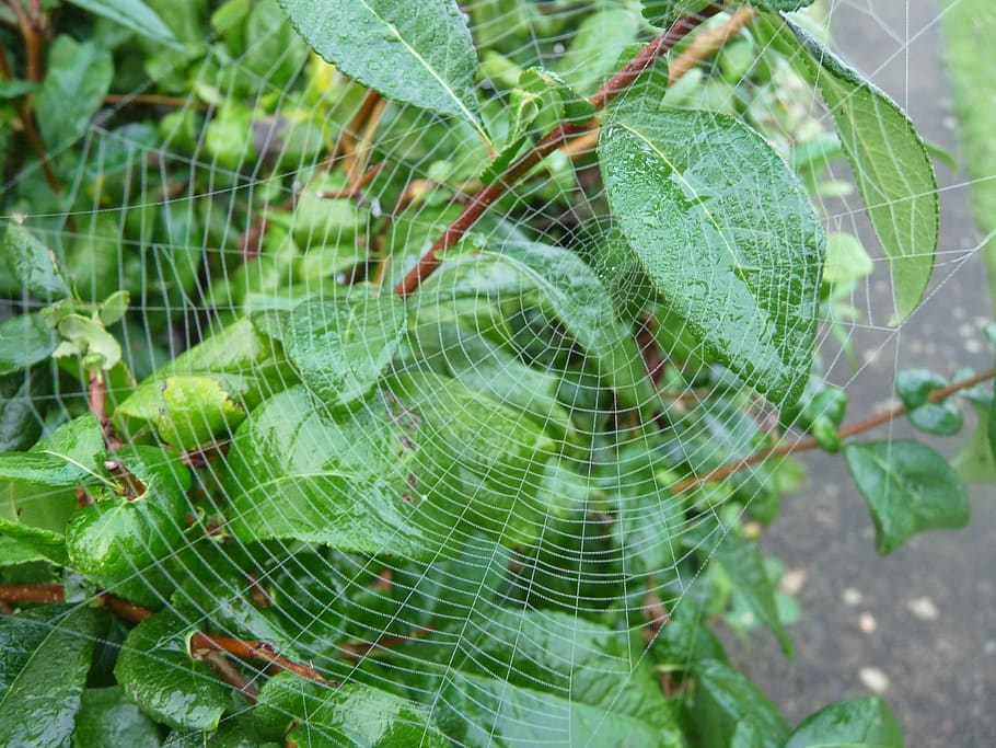 canvas, spider, leaf, close-up, spider web, fragility, green color HD wallpaper