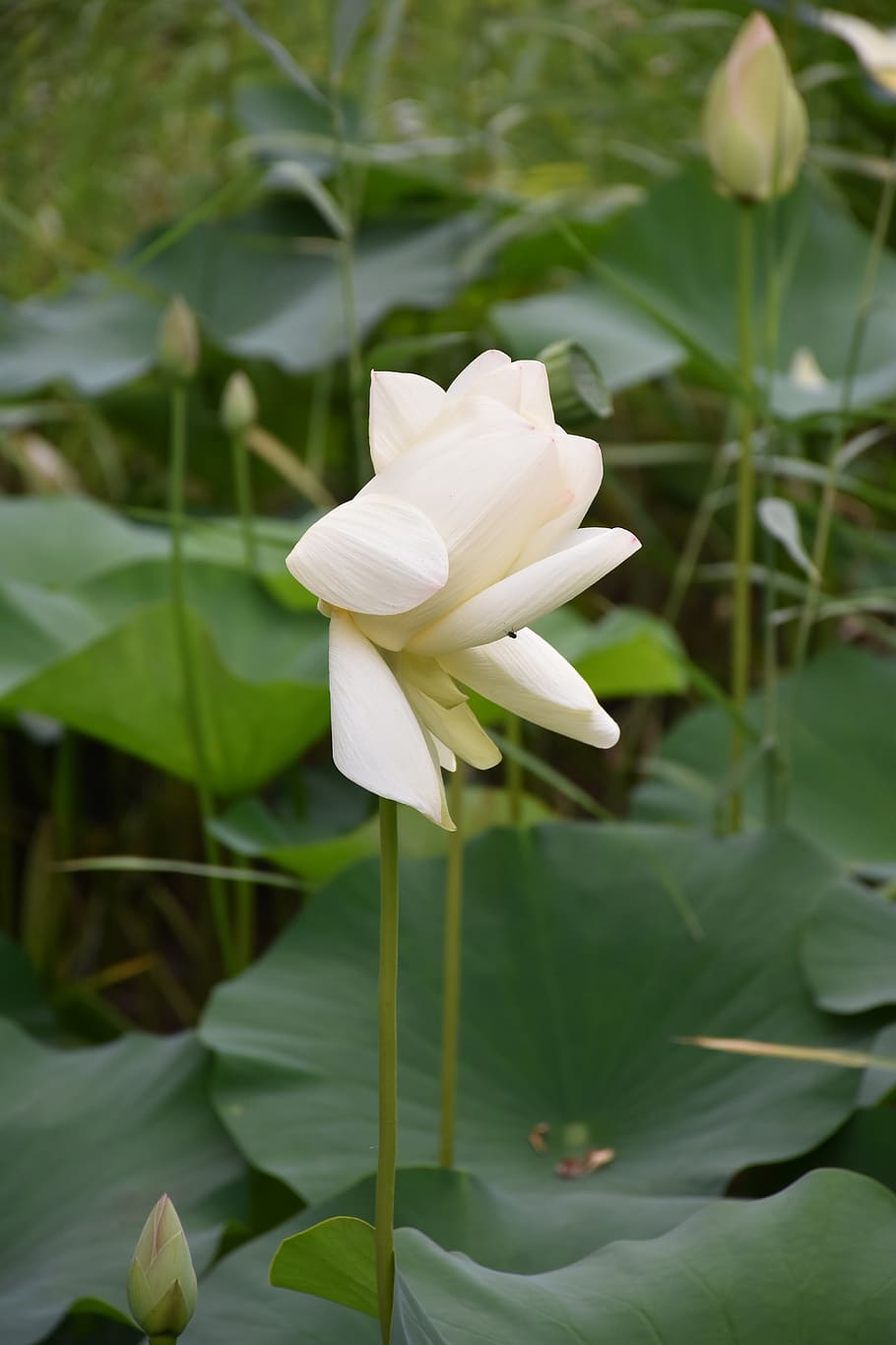 lotus, summer, flower, flowering plant, beauty in nature, growth HD wallpaper