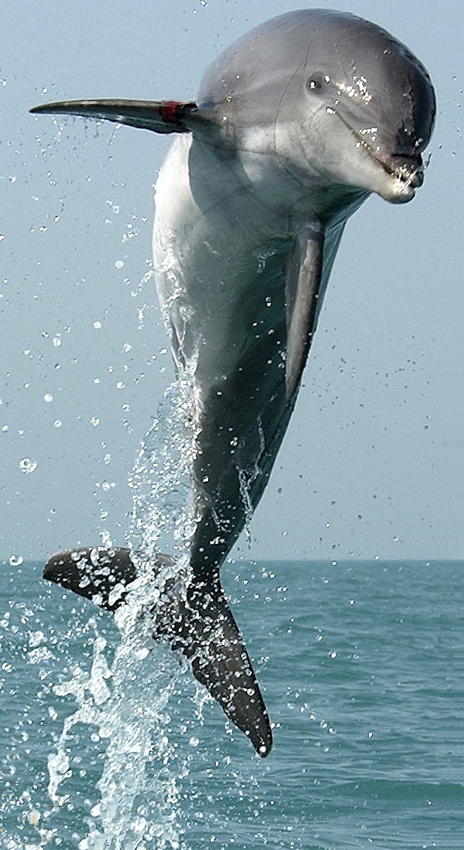 gray dolphin, jumping, leaping, swimming, mammal, nature, marine, HD wallpaper