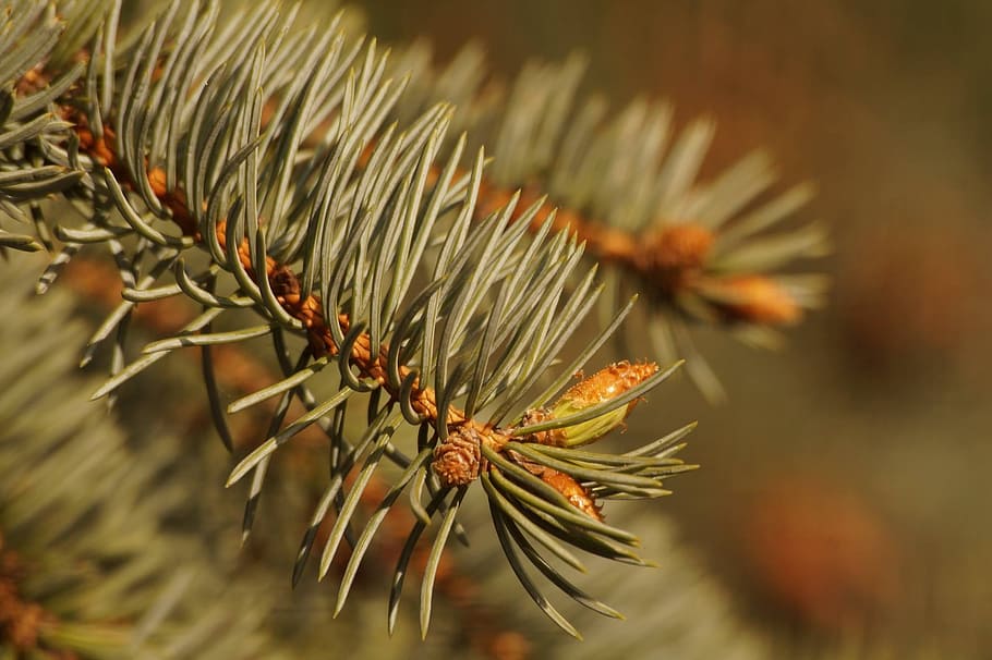 pine, pine tree, green, nature, plant, close-up, coniferous tree HD wallpaper