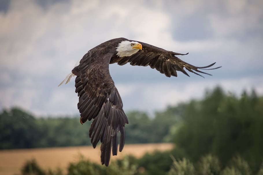 American bald eagle flying, adler, raptor, bird of prey, feather, HD wallpaper